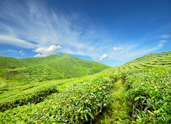 美丽绿茶茶山风景