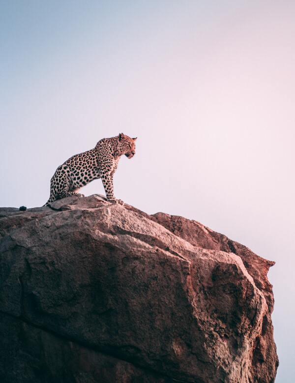 豹子猎豹非洲山顶悬崖背景素材