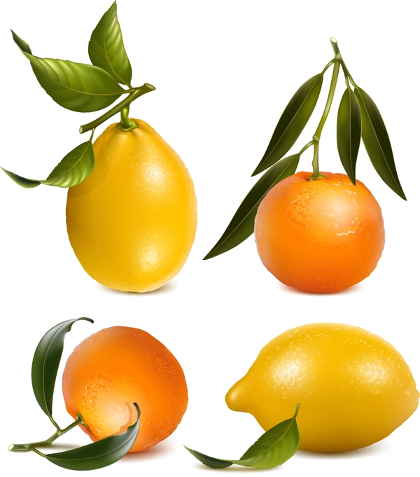 4款新鲜橙子和柠檬矢量素材