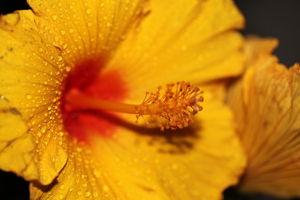 木槿花特写