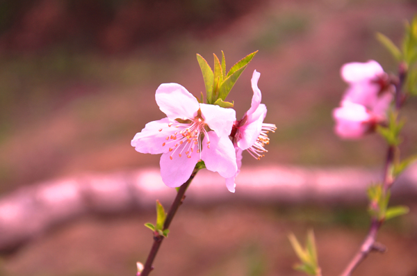 桃花图片