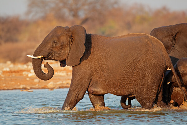 河水中玩耍的大象图片