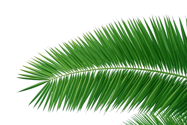 椰树叶图片