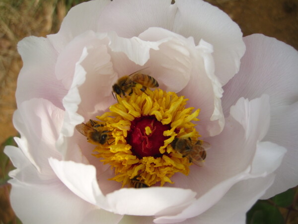 牡丹蜜蜂图片
