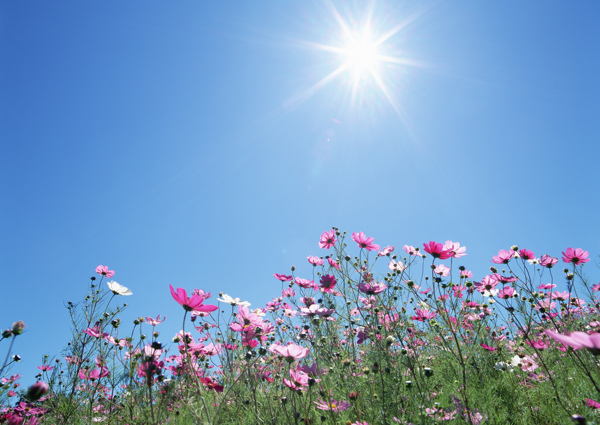 高清图库素材阳光鲜花