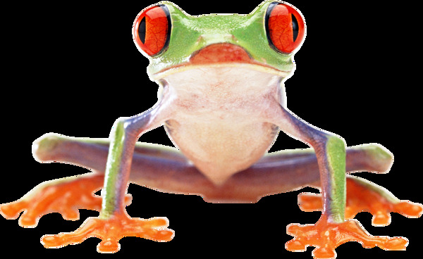 彩色有毒青蛙免抠png透明图层素材