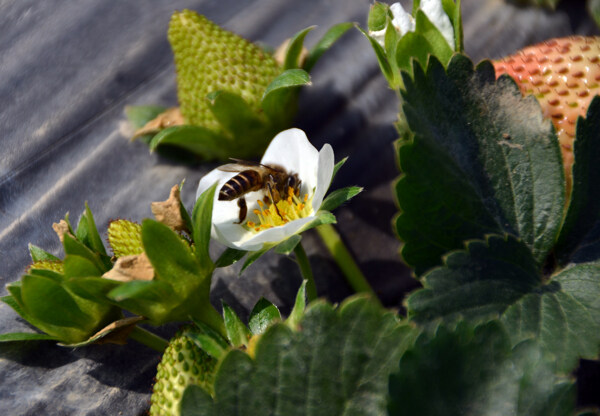 蜜蜂和草莓图片