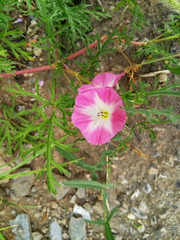 一朵牵牛花图片