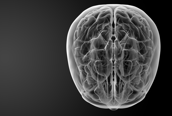 人体大脑器官图片
