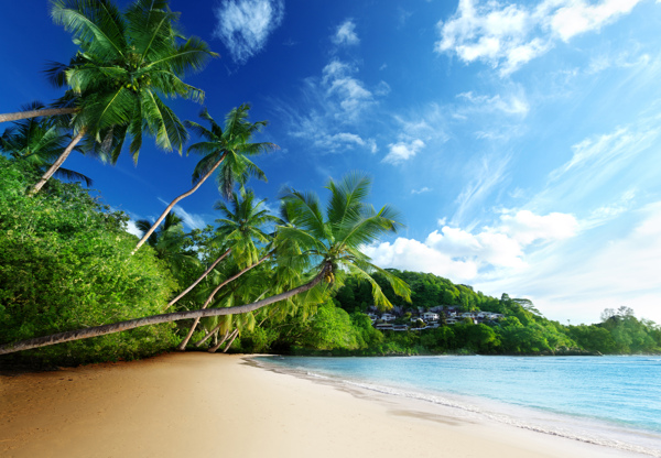 海边椰子树风景图片