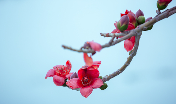 木棉花图片