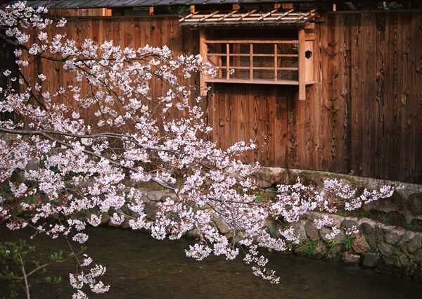 高清花树