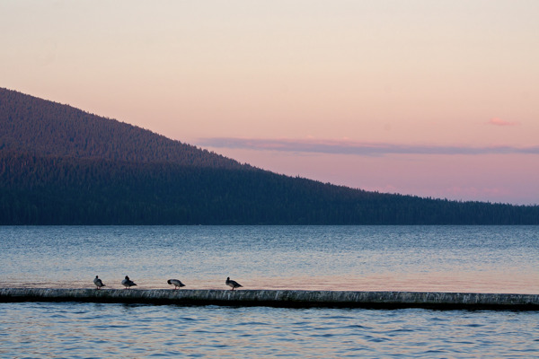 湖的鸟类在黄昏