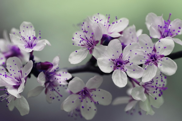 紫色的梅花图片