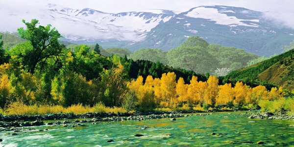 胡杨林美景