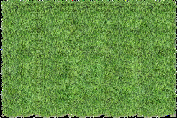 绿植草皮