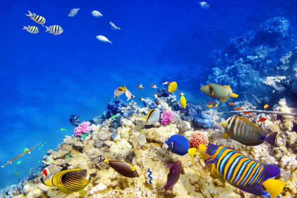 海底鱼与珊瑚图片
