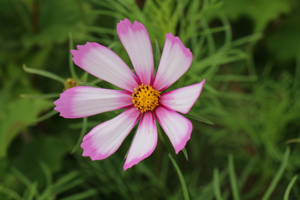 波斯菊