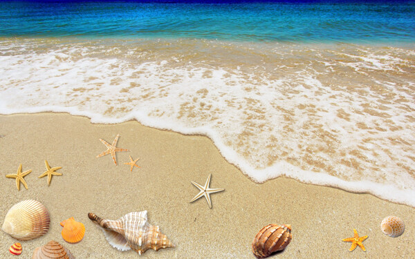 沙滩贝壳海星