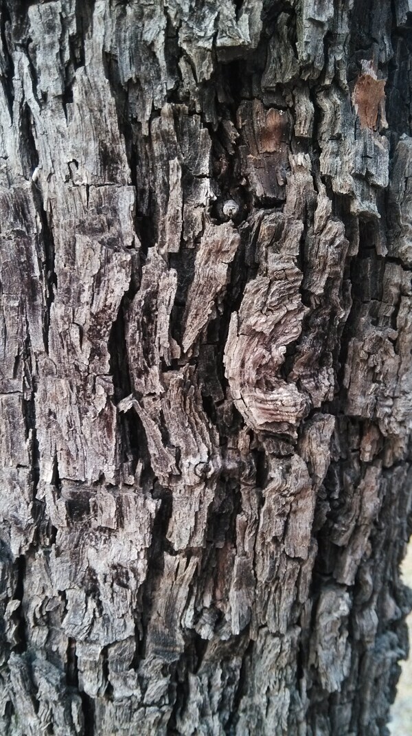 枣树皮树皮图片