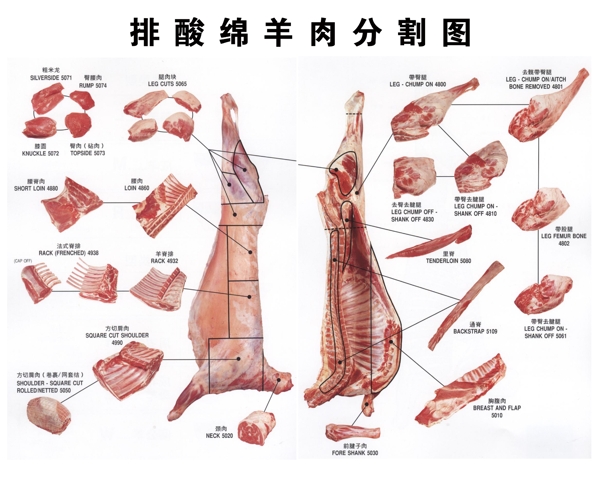 排酸绵羊分割图图片