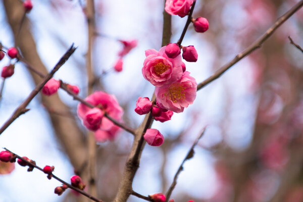 春季唯美粉色梅花海报背景