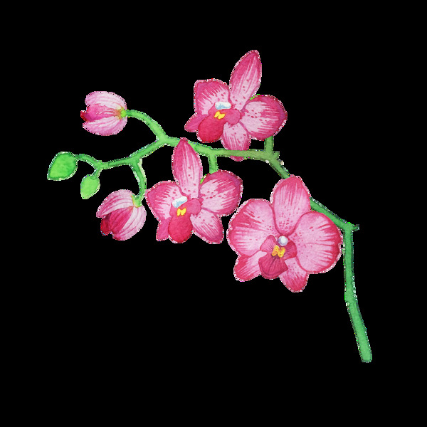 粉色花卉透明装饰素材