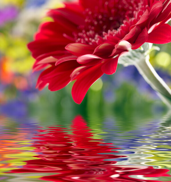鲜花与水纹背景