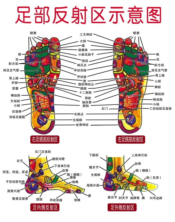 足部反射区示意图图片