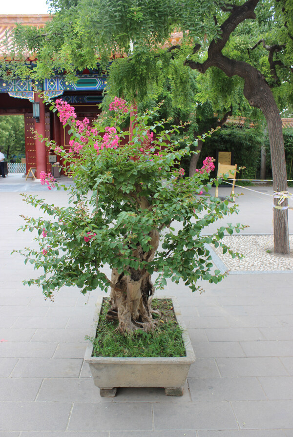 盆栽树木植物图片