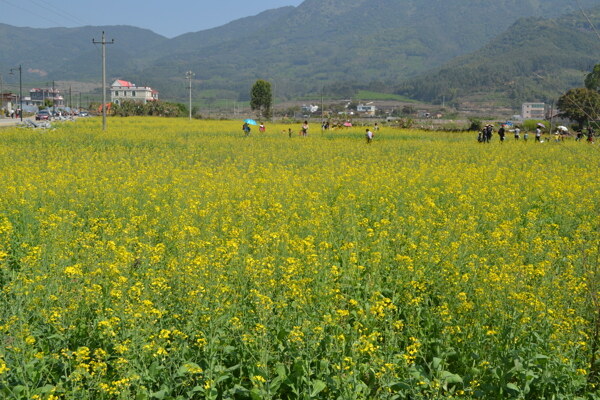 油菜花图片