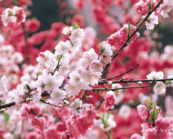 春暖花开