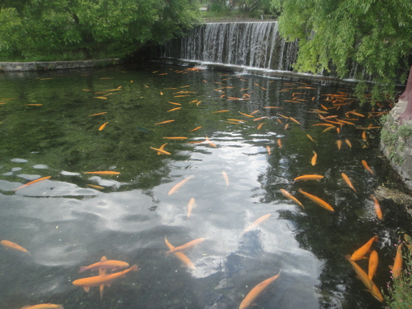 一池金鲤图片