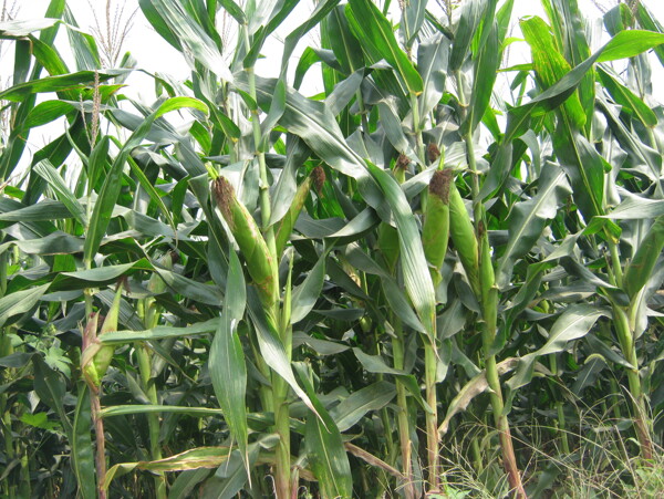 玉米玉米杆农作物图片
