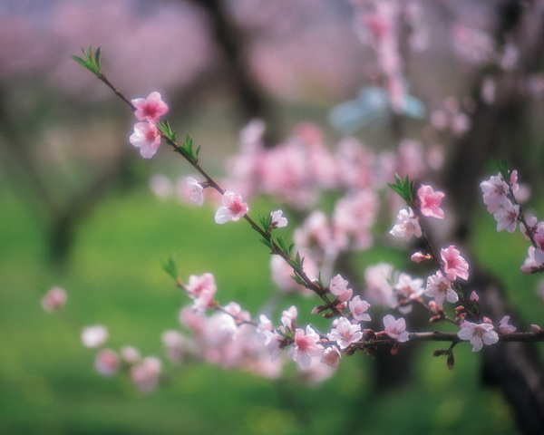 春暖花开花朵花瓣花草花卉