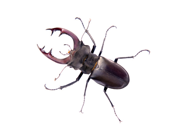鹿角甲虫