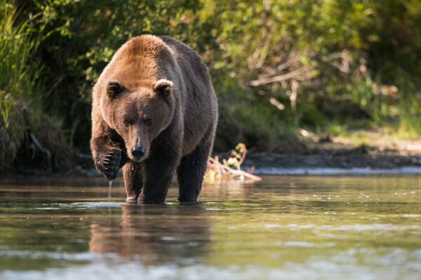 水里走路的熊