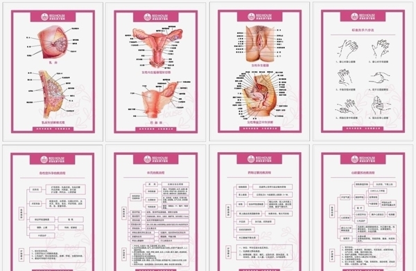 妇科器官解剖图抢救流程图片