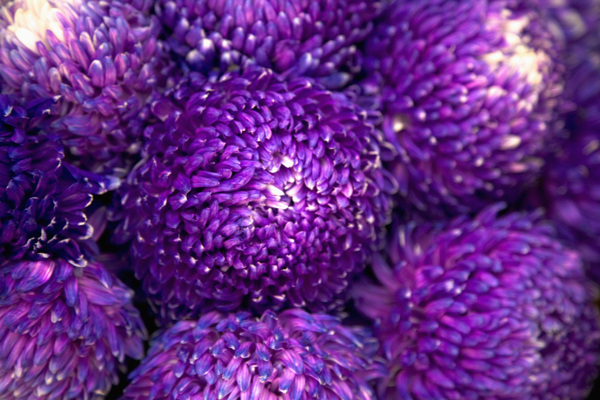 紫色菊花花球图片图片