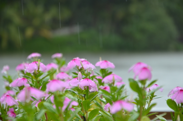 雨中小花图片