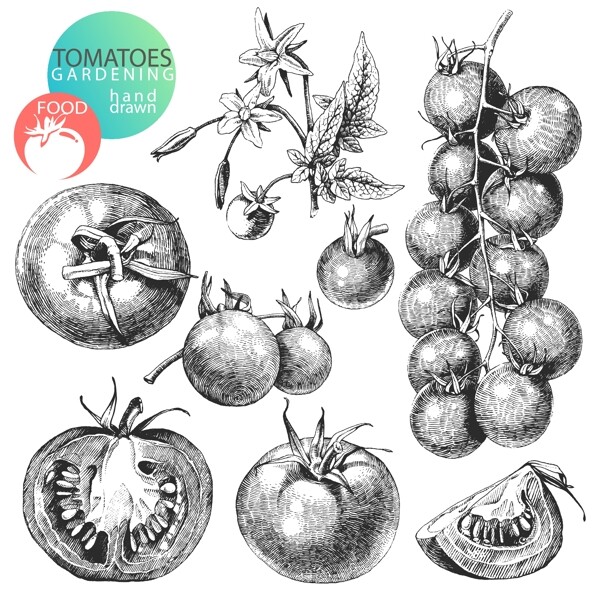 图番茄设计矢量素材