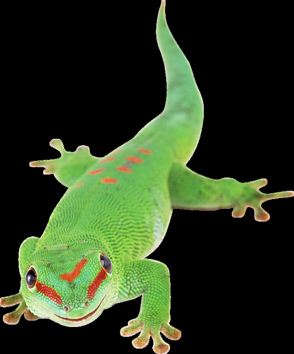 绿色大蜥蜴免抠png透明图层素材