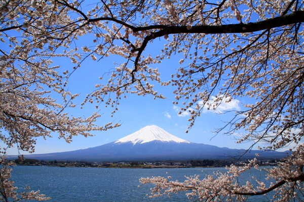 日本富士山樱花图片