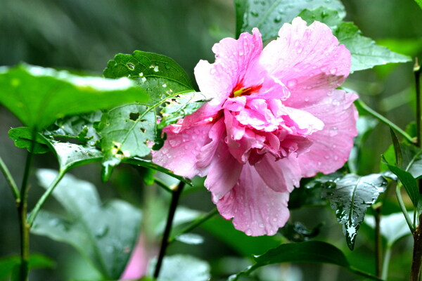 雨后木芙蓉