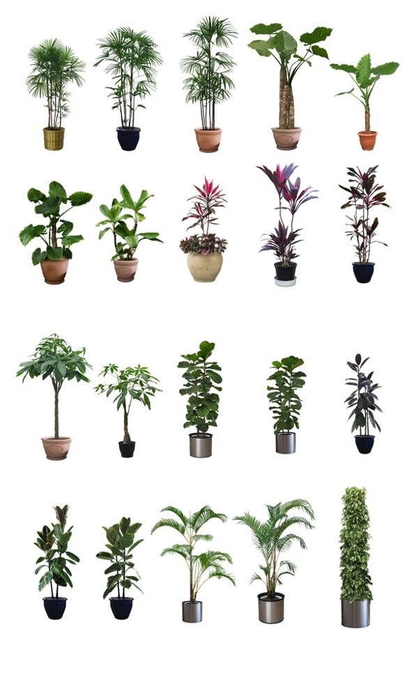 盆栽植物大集合PSD70棵图片
