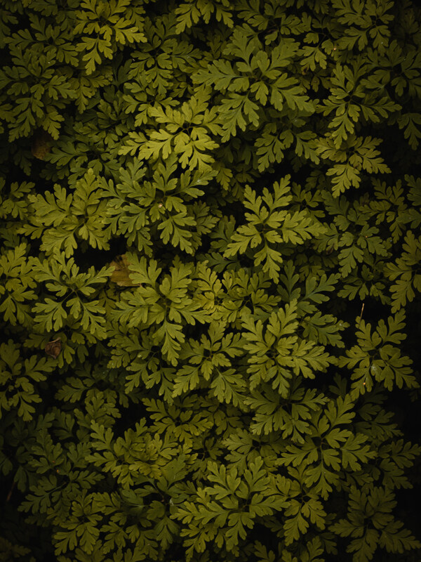 暗色森林植物俯视摄影背景