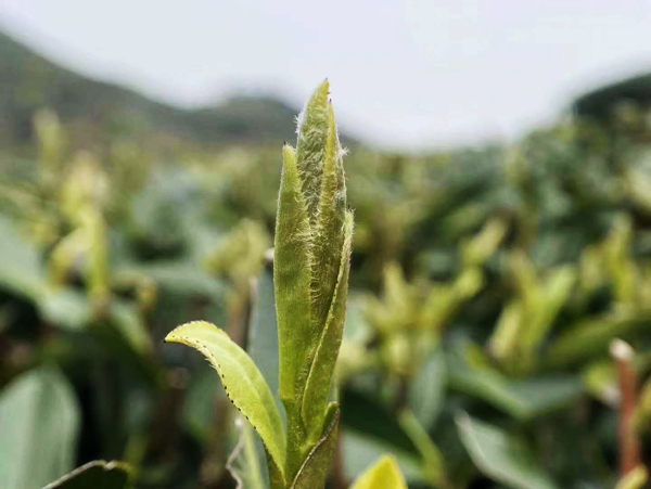 茶芽