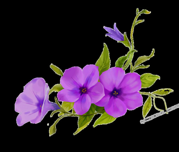紫色新鲜花朵装饰素材