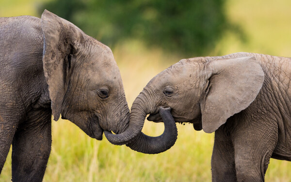 近距离接触的两只大象