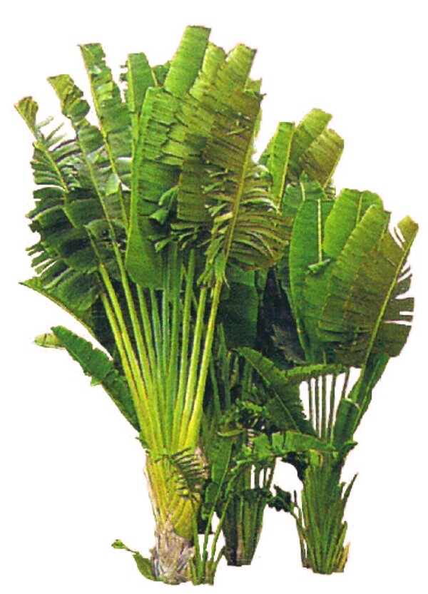 热带植物芭蕉叶图片